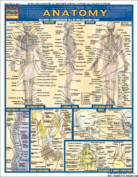 Download Free Book Series: BarCharts QuickStudy Anatomy Vol 1