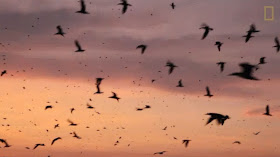 http://video.nationalgeographic.com/video/news/140519-peru-ballestas-vin?source=relatedvideo