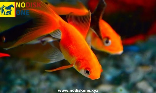 Goldfish Food: What Do Goldfish Eat?