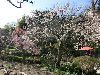  長谷寺の梅