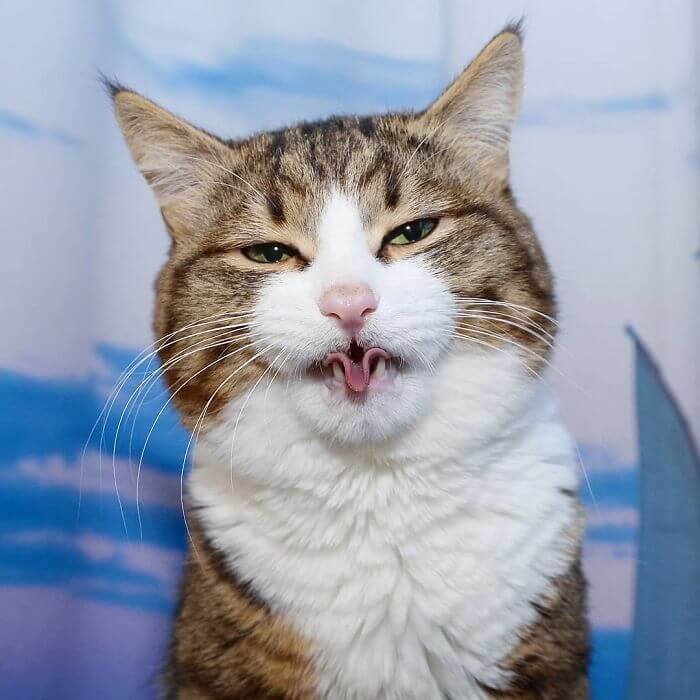 Cute Cat With A Mobility Problem Amazes The World With Funny Facial Expressions