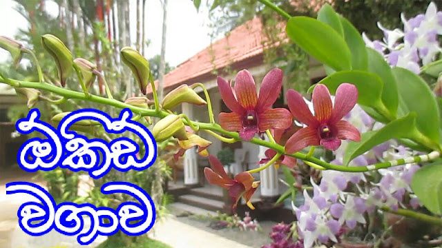https://kktmadhusanka.blogspot.com/2020/01/how-to-cultivate-orchids-in-sri-lanka.html