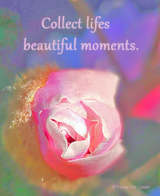 Collect Life's Beautiful Moments Quote