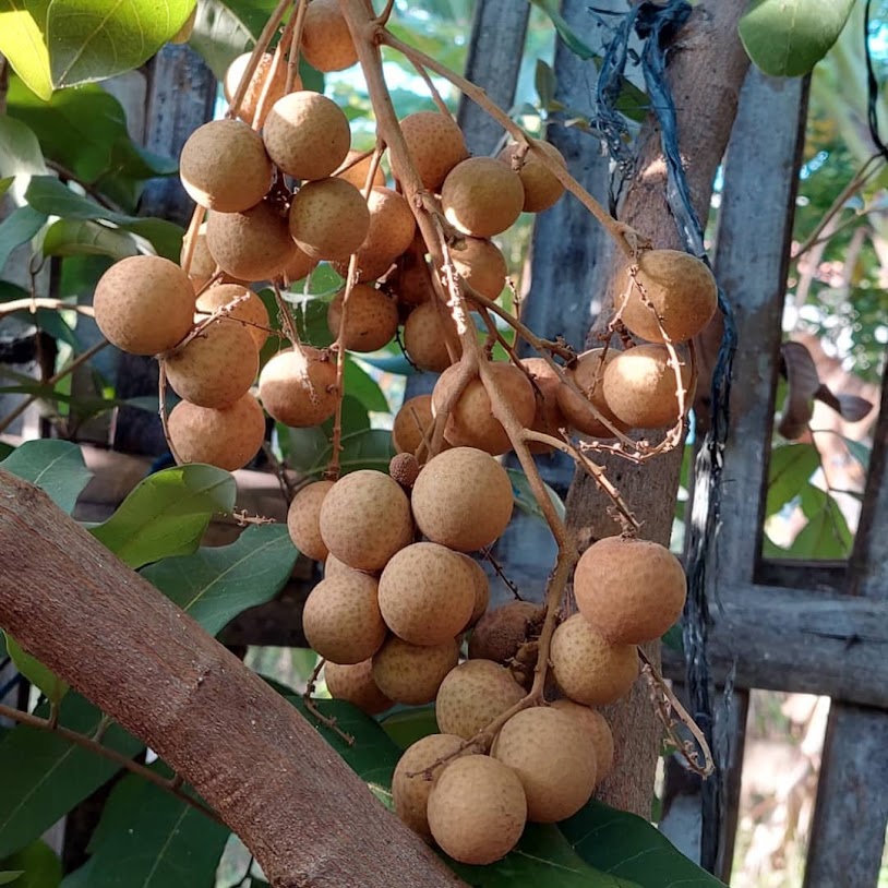 bibit kelengkeng kristalin di bandung