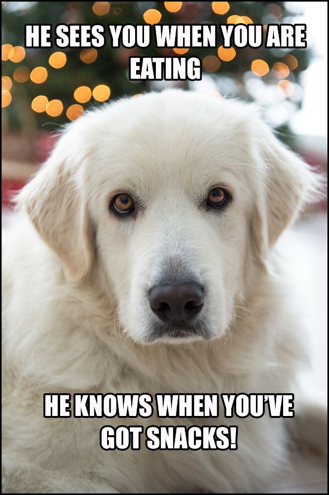 He sees you when you are eating! - Funny Dog Memes, pictures, photos, images, pics, captions, jokes, quotes, wishes, quotes, SMS, status, messages, wallpapers.