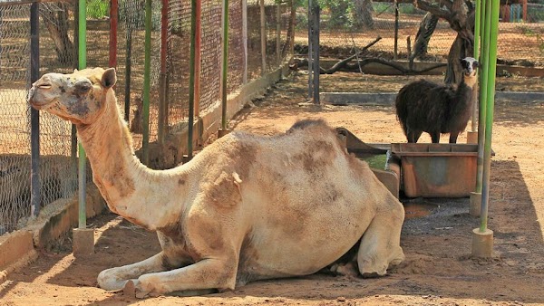  Roban animales de un zoológico para comérselos