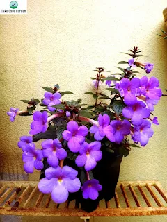 The Ultimate Guide to Caring for Violeta-Pendente Achimenes Grandiflora