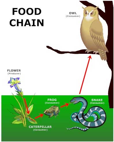 simple food chain pictures