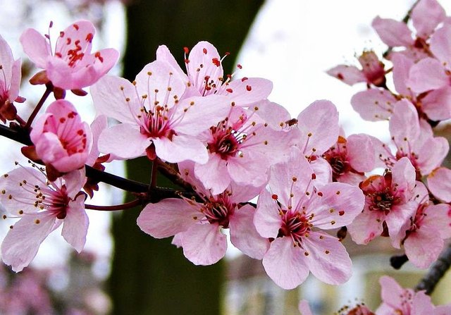 5 Jenis Bungan Sakura Yang Paling Indah