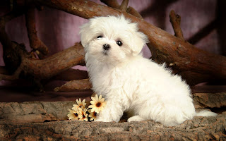 Maltese puppy Wallpapers
