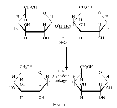glycogen bonds hydrogen two is covalent The formedbetween a monosaccharaides bond called glycogen bonds hydrogen two is covalent The formedbetween a monosaccharaides bond called