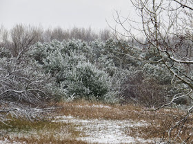 snow on pines