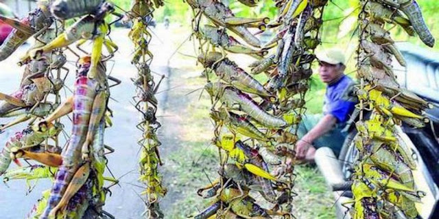 Penjual Belalang di Gunung Kidul Jogjakarta