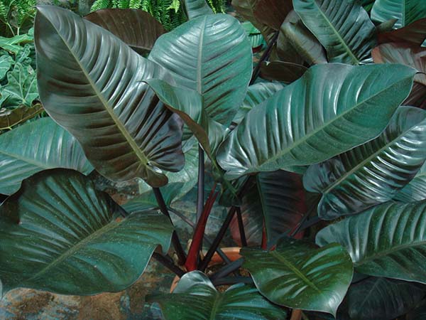 Hasil gambar untuk tanaman hias daun philodendrons