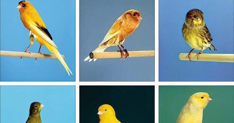 Berbagai Macam Jenis Burung Kenari Lengkap Dengan Gambar