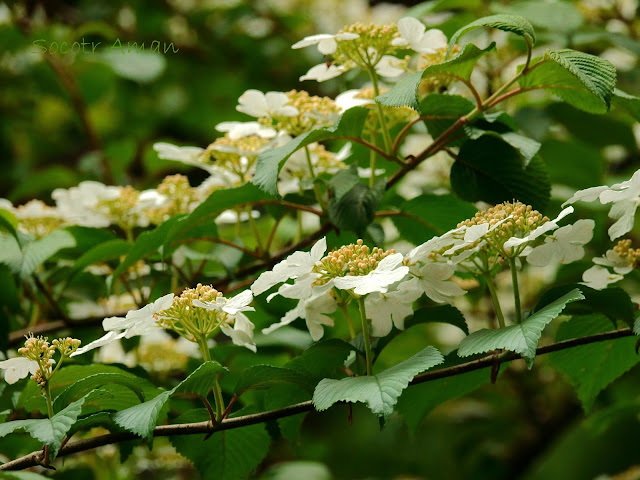 Viburnum plicatum