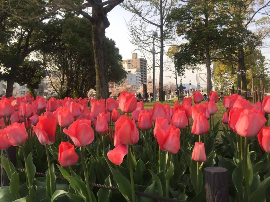 Travelog Japan, Spring Musim Bunga di Hiroshima Japan