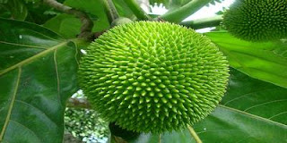 Benefits of breadfruit plants for blood vessels health