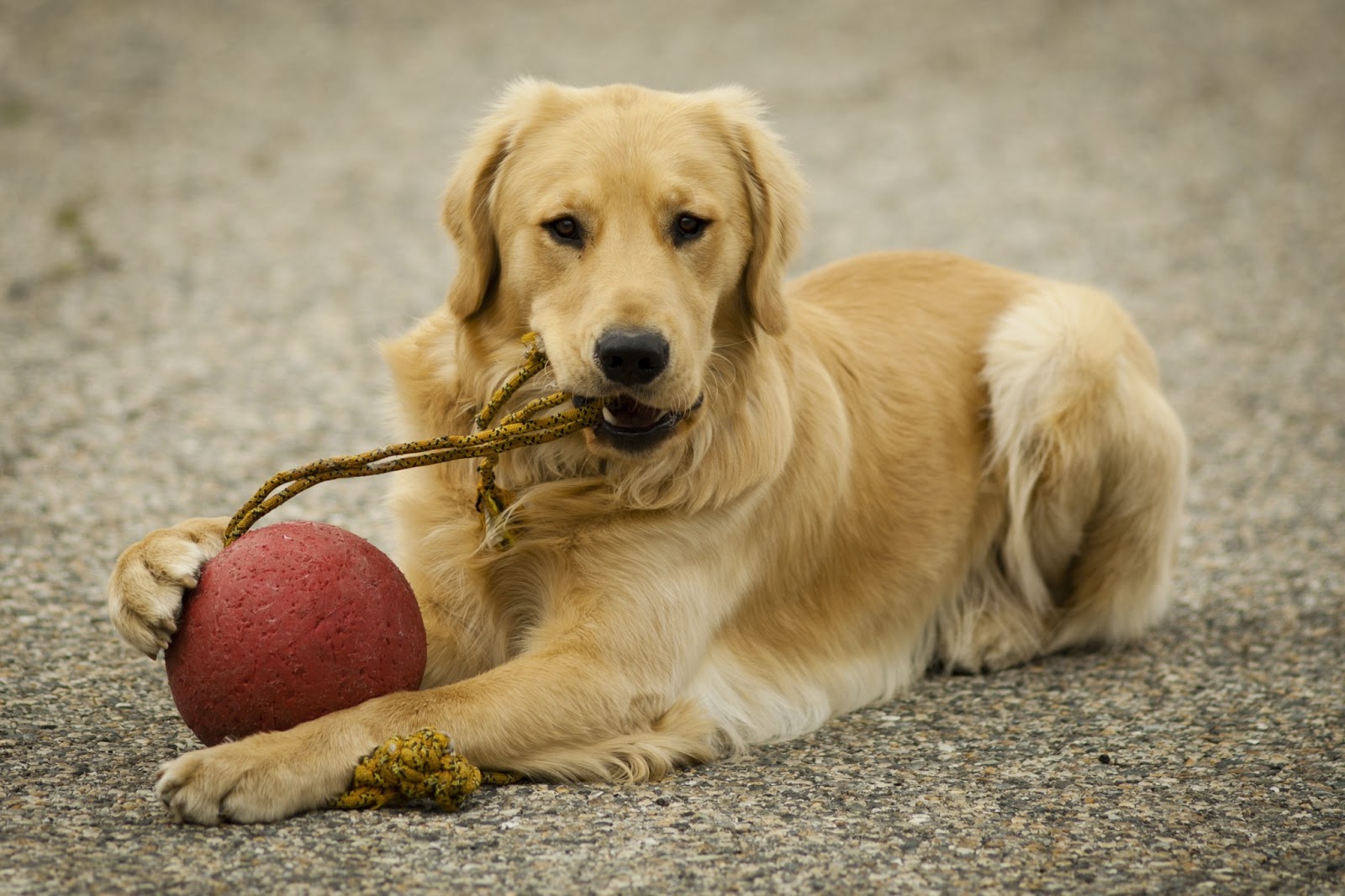 Secret Jolly Ball Training Photos | My Guide Dog Puppy