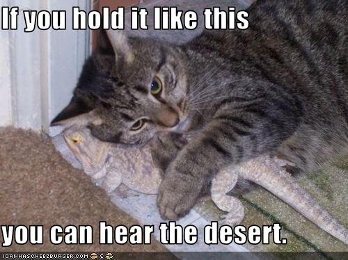  Funny  Image Collection Funny  Cat  Pictures Unbound State 