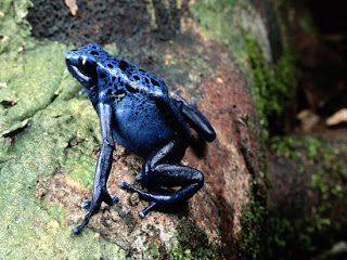 Foto Katak Beracun Warna Biru Safir