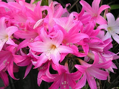 flores-color-rosa-en-forma-de-campanilla