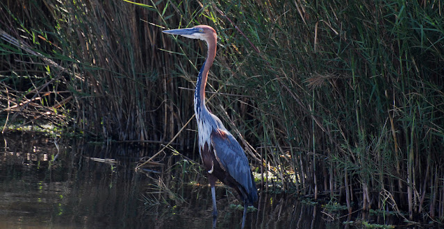 Ardea goliath