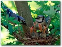 Blue Jay Bird Habitat