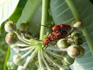 Longicorne de l'Asclépiade - Tetraopes tetraophthalmus