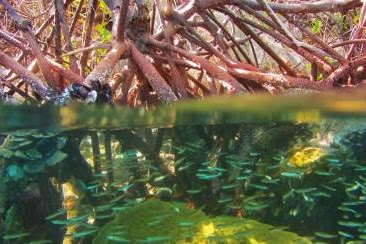 HUBUNGAN HUTAN MANGROVE DAN PERIKANAN