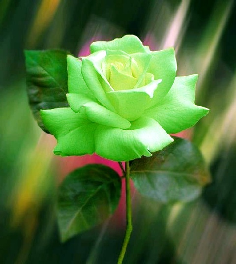 Pictures Of Beautiful Green Flowers