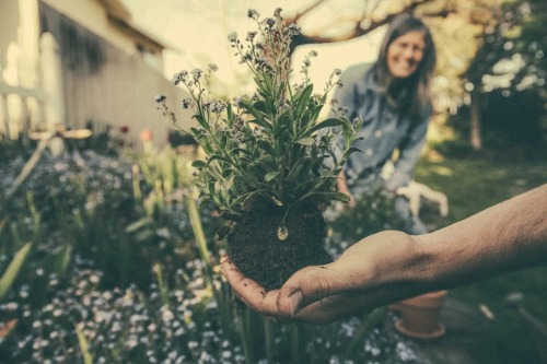 Beste tuin test