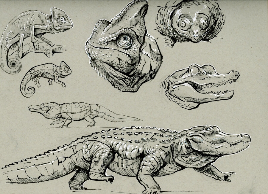 07-reptile-animal-drawings-maxwell-yeager-www-designstack-co