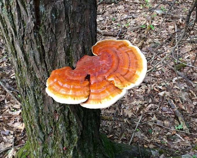 Ganoderma mushroom farming training | Mushroom cultivation training | Biobritte mushroom center