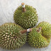 FAKTA DAN AUTA TENTANG BUAH DURIAN
