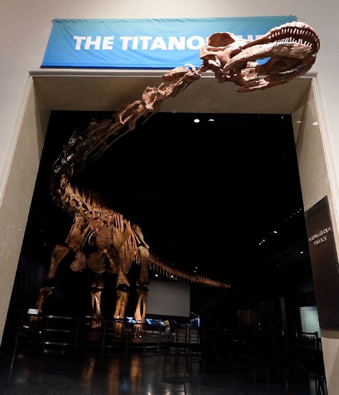 Colossal dinosaur cast goes on display in NY