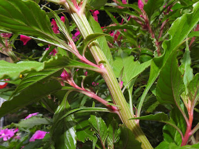 雞冠花的莖枝