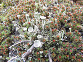 pixie cup lichen