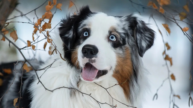 Blue Eyes Australian Shepherd