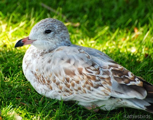 13. unknown gull-kab
