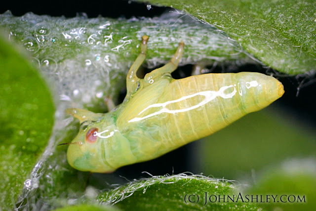 Larval spittlebug (c) John Ashley