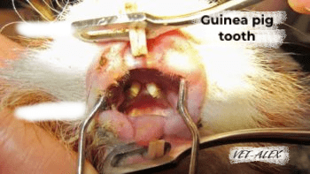 الامراض الهضمية لخنزير غينيا الحيوان الاليف