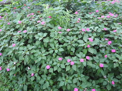 非洲鳳仙花