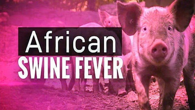 सीधी न्यूज़: अफ्रीकन स्वाइन फीवर बीमारी के बचाव एवं रोकथाम संबंधी दी गई सलाह 