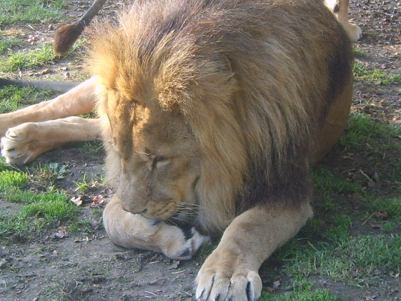 Just Lions: Tiny, Kafara & Manzi - 2007