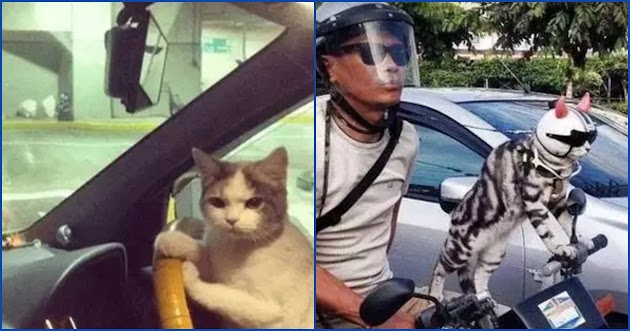 7 Potret Nyeleneh Orang Jalan-Jalan Bareng Kucing Ini Kocak Banget