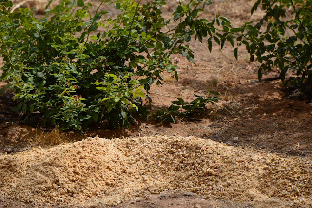 mulching with horse bedding pellets