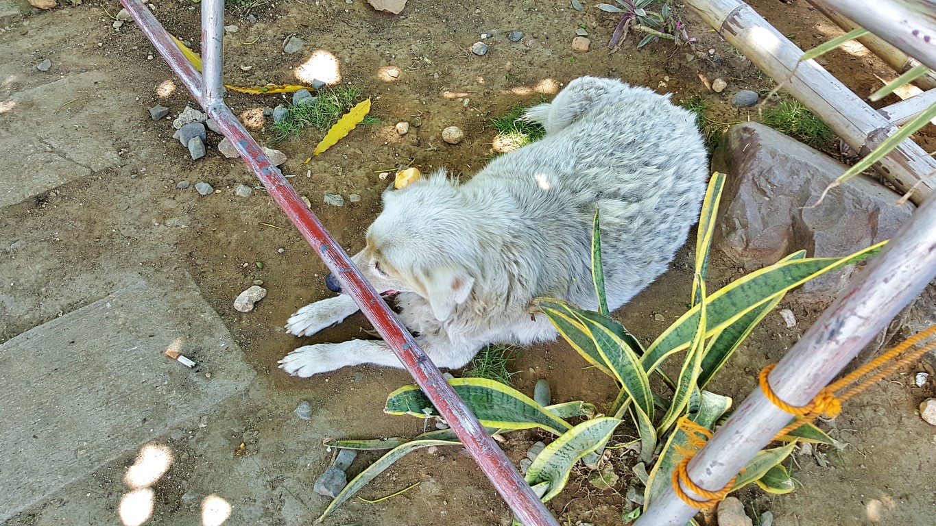 askal, a dog with thick sheep-like fur at the "bastap", a meal stop in Carmen, Cebu