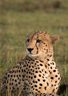 cheetah-21