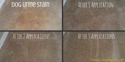 Best Pet Stain remover